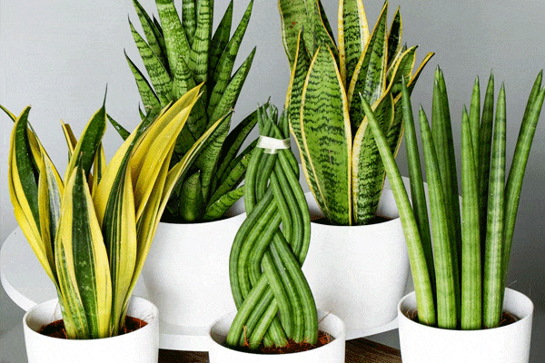 علت رشد نکردن سانسوریا